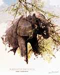 Elephant in the Acacia
